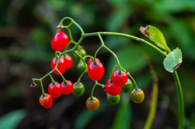 Red berries of woody nightshade, also known as bittersweet, Solanum dulcamara seen in August. clipart