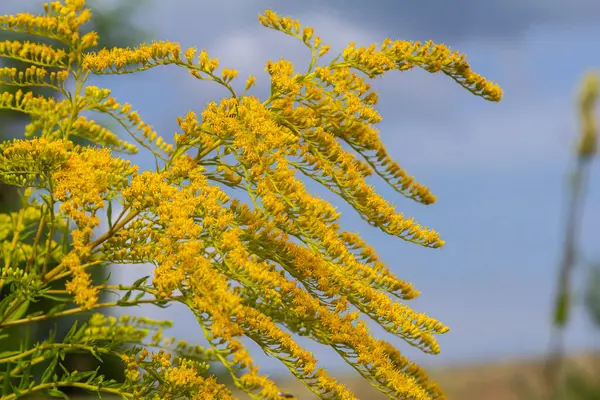 Kanada altın çubuğu, küçük sarı çiçek başları kümesi, yaklaşın. Solidago canadensis ya da brendiae, Asteraceae familyasından uzun ömürlü bir bitki türü..