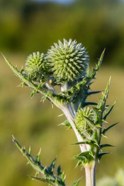 Vahşi doğada, bal bitkisi echinops sphaerocephalus çiçek açar..