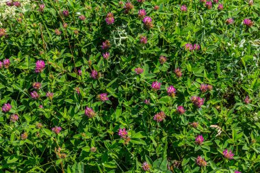 Yabani kırmızı yonca çiçeği yeşil doğa arka planına sahip trifolium pratense izole.