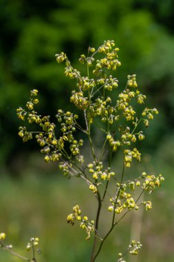 Thalictrum minus, Lesser Meadow-Rue. Wild plant shot in summer. clipart