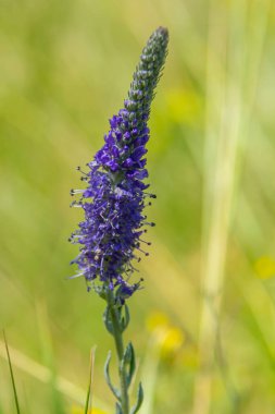Veronica Spicata Speedwell Syn 'i zehirledi. Pseudolysimachion spicatum, Plantaginaceae familyasından bir bitki türü..