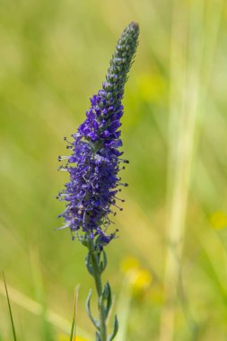 Veronica spicata spiked speedwell syn. Pseudolysimachion spicatum is a species of flowering plant in the family Plantaginaceae. clipart