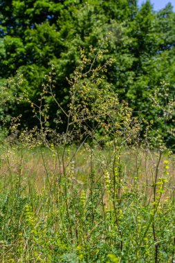 Thalictrum eksi, Küçük Meadow-Rue. Yazın vahşi bitki vuruşu..