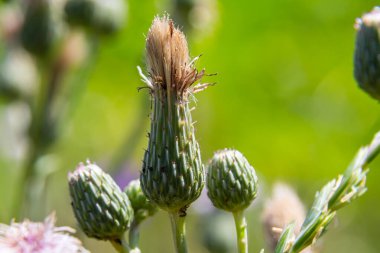 Yaz çayırlarında sürünen devedikeni.