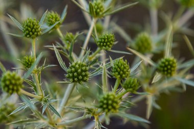 Vahşi doğada eryngo olarak bilinen devedikeni Eryngium kampı yetişir. Tıbbi olarak kullanılan bir Eryngium türüdür..