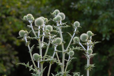 In the wild, the honey plant echinops sphaerocephalus blooms. clipart