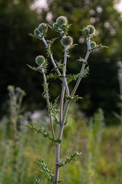 In the wild, the honey plant echinops sphaerocephalus blooms. clipart