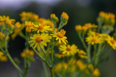 Orman çayırında yabani Jacobaea vulgaris bitkisi. Ragwort, kokuşmuş Willie ya da tansy ragwort olarak bilinir. Yeşil arka planda sarı narin çiçek.
