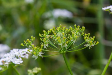 Beyaz Chaerophyllum aureum bitkisi pürüzsüz bokeh.