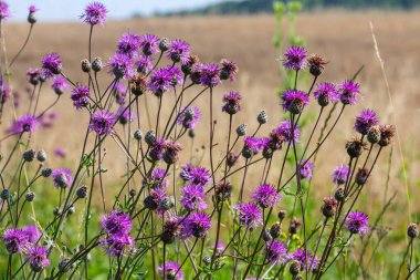 Centaurea scabiosa subsp. apiculata, Centaurea apiculata, Compositae. Wild plant shot in summer.