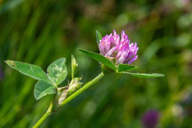 Yabani kırmızı yonca çiçeği yeşil doğa arka planına sahip trifolium pratense izole.