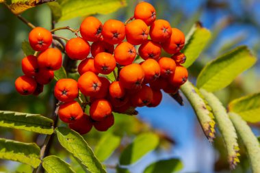 Ağaçta bir demet kırmızı kızılcık çileği.
