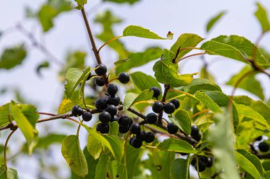 Glossy buckthorn berries or fruit growing on the bush in August. clipart