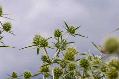 Vahşi doğada eryngo olarak bilinen devedikeni Eryngium kampı yetişir. Tıbbi olarak kullanılan bir Eryngium türüdür..