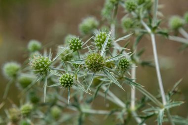 In the wild grows a thistle Eryngium Campestre, known as field eryngo. It is a species of Eryngium, which is used medicinally. clipart