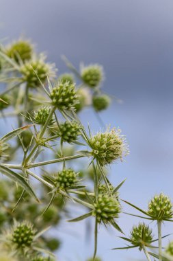 Vahşi doğada eryngo olarak bilinen devedikeni Eryngium kampı yetişir. Tıbbi olarak kullanılan bir Eryngium türüdür..
