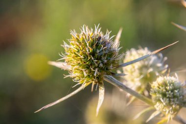 Vahşi doğada eryngo olarak bilinen devedikeni Eryngium kampı yetişir. Tıbbi olarak kullanılan bir Eryngium türüdür..