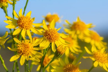 Orman çayırında yabani Jacobaea vulgaris bitkisi. Ragwort, kokuşmuş Willie ya da tansy ragwort olarak bilinir. Yeşil arka planda sarı narin çiçek.