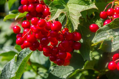 Viburnum sıradan, ya da Viburnum kırmızı Viburnum opulus sonbaharda yaprak döken bir odundur..