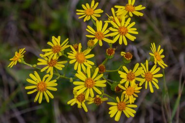 Orman çayırında yabani Jacobaea vulgaris bitkisi. Ragwort, kokuşmuş Willie ya da tansy ragwort olarak bilinir. Yeşil arka planda sarı narin çiçek.