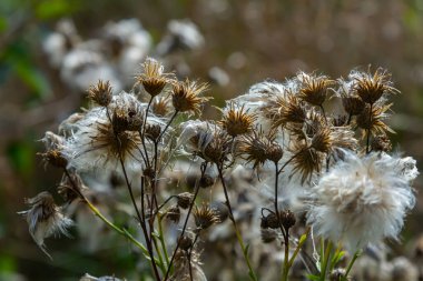 Centaurea scabiosa subsp. apiculata, Centaurea apiculata, Compositae. Wild plant shot in summer.