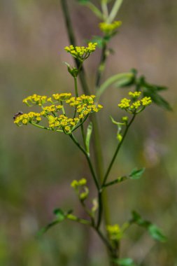 Yaban havucu Pastinaca sativa sarı çiçeklerine yaklaş .