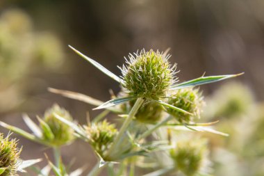 Vahşi doğada eryngo olarak bilinen devedikeni Eryngium kampı yetişir. Tıbbi olarak kullanılan bir Eryngium türüdür..