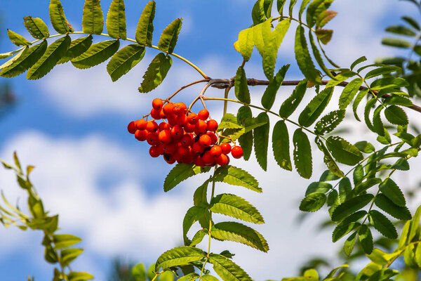 A bunch of red rowan berries on a tree.
