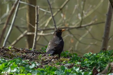 Avrasya karatavuğu namı diğer Turdus Merula ormanda yiyecek arıyor.