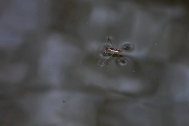 Insect Gerris lacustris, known as common pond skater or common water strider is a species of water strider, found in Europe have ability to move quickly on the water surface and have hydrophobic legs. clipart