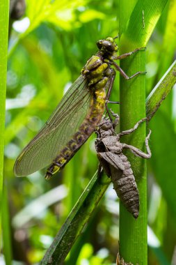 Larva yusufçuğu gri kabuğu. Gomphus vulgatissimus 'un Nymphal Exuvia' sı. Exuvia 'dan sarkan beyaz iplikler trakeae çizgileri. Exuviae, kuru dış kaplama çimen yaprağı üzerinde.