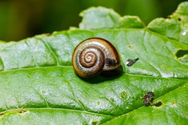 Oxychilus alliarius , commonly known as the garlic snail or garlic glass-snail. clipart