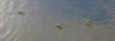 Gerris lacustris 'in ya da sıradan bir göl patencisinin yakın plan fotoğrafı..