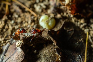 Fourmi rousse des bois Formica rufa in its natural element.