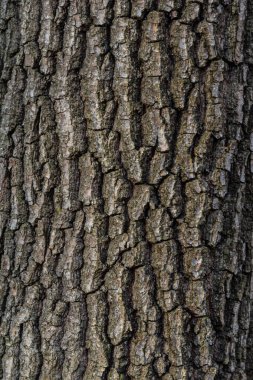 Eski Ağaç Yapısı Arkaplan Şablonu.