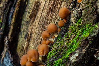 Psathyrella piluliforis Common Stump Brittlestem mantar kırmızımsı kahverengi mantar gruplar halinde dikleşir, doğal ışık.