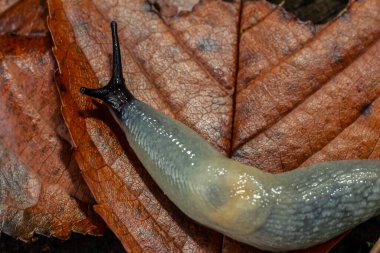 Arion intermedius sümüklü böcek makro fotoğraf.