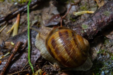 Burgundy salyangoz sarmaşığı, doğal ortamda yosunlu eski bir kütüğün yüzeyinde salyangoz. Yaşlı ağaç gövdesinde yeşil yosun ve küf büyüyor. Makro. Doğanın yakın plan görüntüleri.
