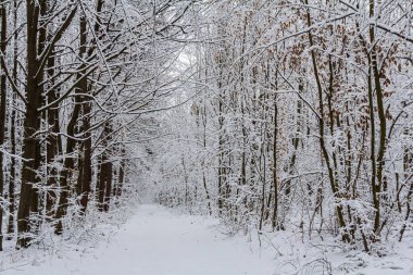 Karla kaplı ılıman, yaprak döken orman boynuz demeti Carpinus betulus ağaçları.