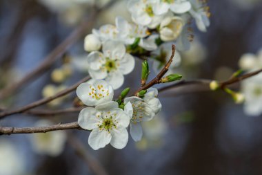 White plum blossom, beautiful white flowers of prunus tree in city garden, detailed macro close up plum branch. White plum flowers in bloom on branch, sweet smell with honey hints.