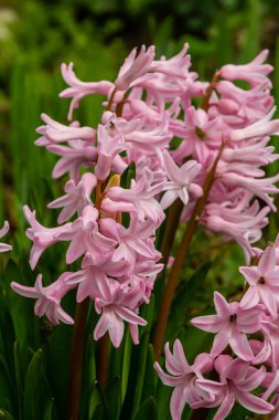 Bahçedeki pembe Hyacinthus. Geleneksel bahar çiçeği.