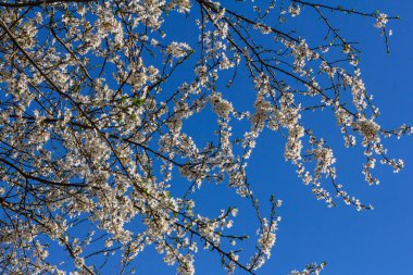 White plum blossom, beautiful white flowers of prunus tree in city garden, detailed macro close up plum branch. White plum flowers in bloom on branch, sweet smell with honey hints.