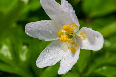 Bahar ormanındaki bir sürü yabani çiçek. Çiçekli güzellik, doğa, doğal. Güneşli bir yaz günü, parkta yeşil çimenler. Anemonoides nemorosa.