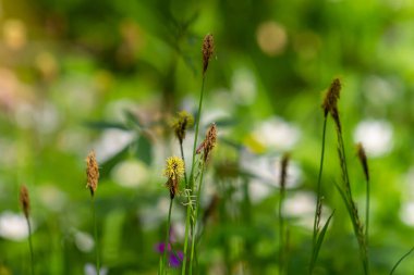 İlkbaharda filizlenen tüylü sedge. Carex pilosa. Cyperaceae Ailesi.