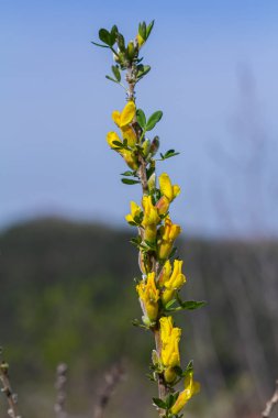 Chamaecytisus ruthenicus blooms in the wild in spring. clipart