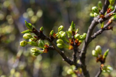 White plum blossom, beautiful white flowers of prunus tree in city garden, detailed macro close up plum branch. White plum flowers in bloom on branch, sweet smell with honey hints.
