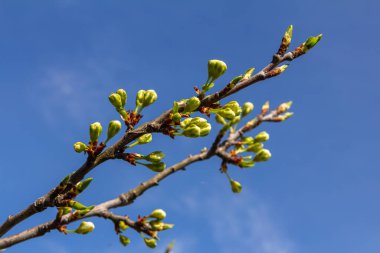 Buds prunus avium, yaygın olarak yabani kiraz, tatlı kiraz, gean veya kuş kirazı olarak bilinir. Bütçe. İlkbahar.