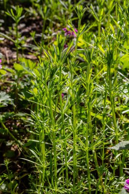 Cleavers Galium aparini geleneksel tıpta idrar söktürücü, lenf sistemi bozukluklarının tedavisinde ve detoksifikatör olarak kullanılmıştır..