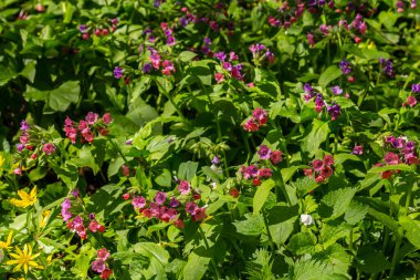 Yeşil yapraklar üzerinde canlı ve parlak pulmonarya çiçekleri yakın plan.